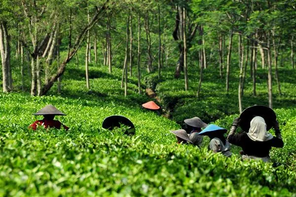Teeplantage - Indonesien