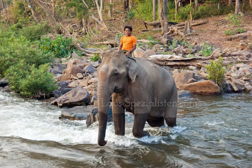 Mahout badet Elefant