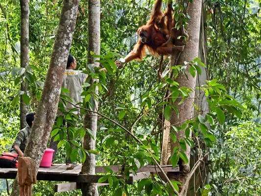 Orang Utan, Gunug Leuser Nationalpark - Indonesien